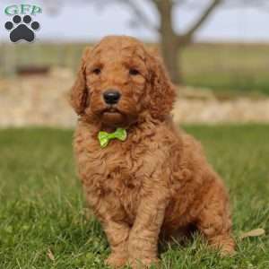 Chestnut, Goldendoodle Puppy
