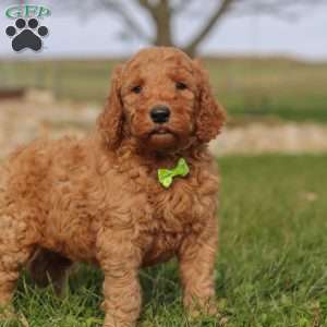Chestnut, Goldendoodle Puppy