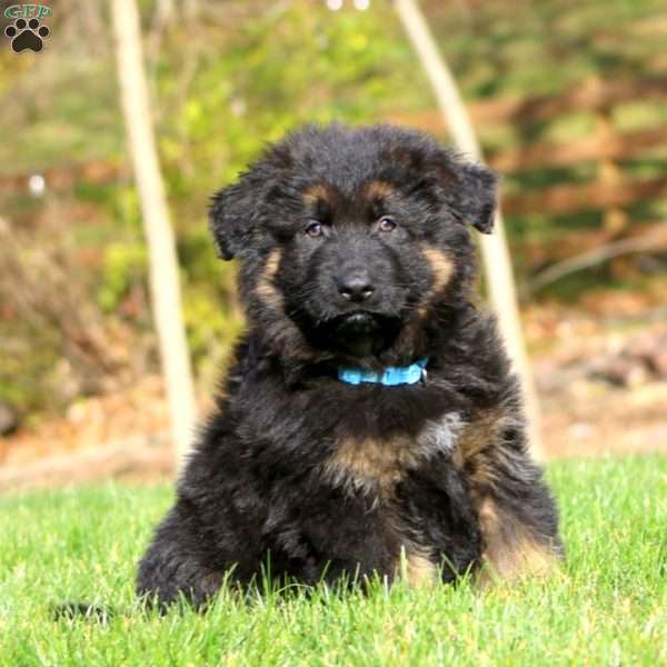 Chex – Long Haired, German Shepherd Puppy