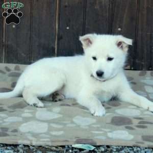 Chico, German Shepherd Mix Puppy