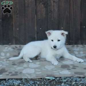 Chico, German Shepherd Mix Puppy