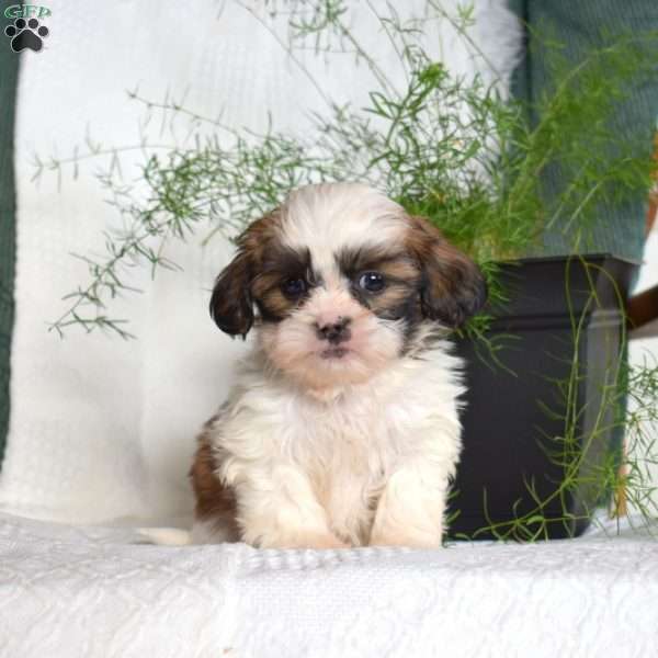 Chips, Shih Tzu Puppy