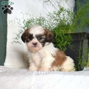 Chips, Shih Tzu Puppy
