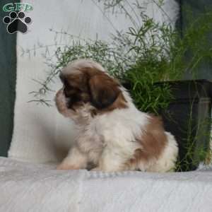 Chips, Shih Tzu Puppy