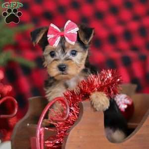 Chloe, Yorkie-Chon Puppy