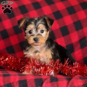 Chloe, Yorkie-Chon Puppy