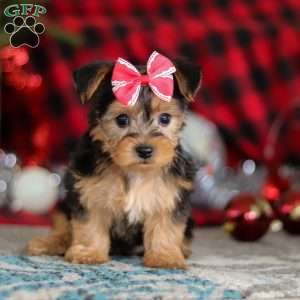 Chloe, Yorkie-Chon Puppy