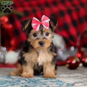 Chloe, Yorkie-Chon Puppy