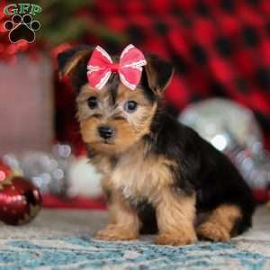Chloe, Yorkie-Chon Puppy