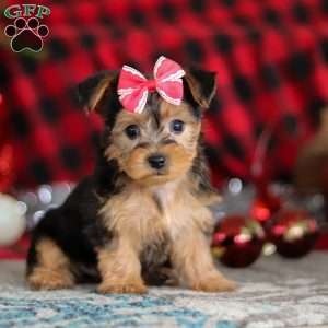Chloe, Yorkie-Chon Puppy