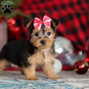 Chloe, Yorkie-Chon Puppy