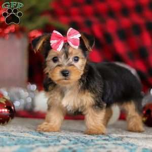 Chloe, Yorkie-Chon Puppy