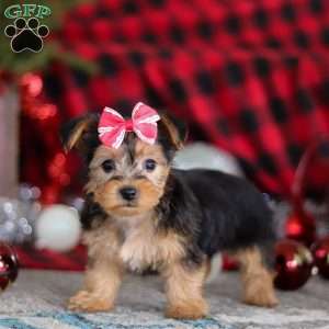 Chloe, Yorkie-Chon Puppy