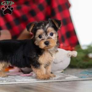 Chloe, Yorkie-Chon Puppy