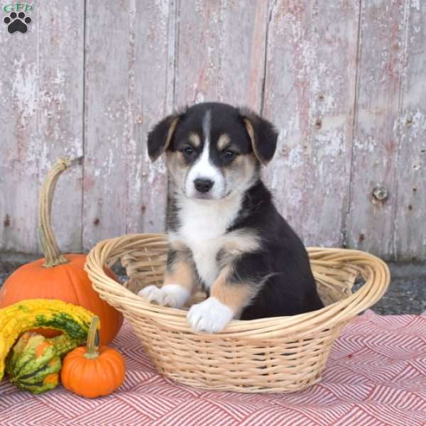 Chloe, Pembroke Welsh Corgi Puppy