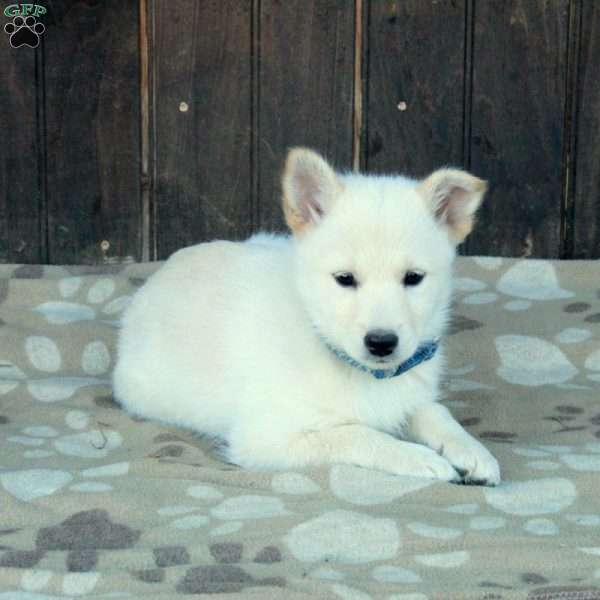 Chloe, German Shepherd Mix Puppy