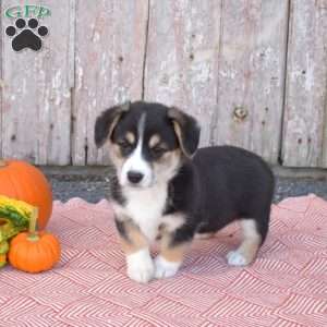 Chloe, Pembroke Welsh Corgi Puppy