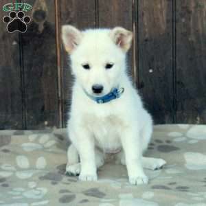 Chloe, German Shepherd Mix Puppy