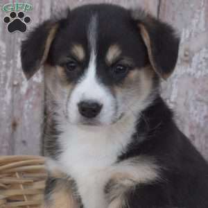 Chloe, Pembroke Welsh Corgi Puppy