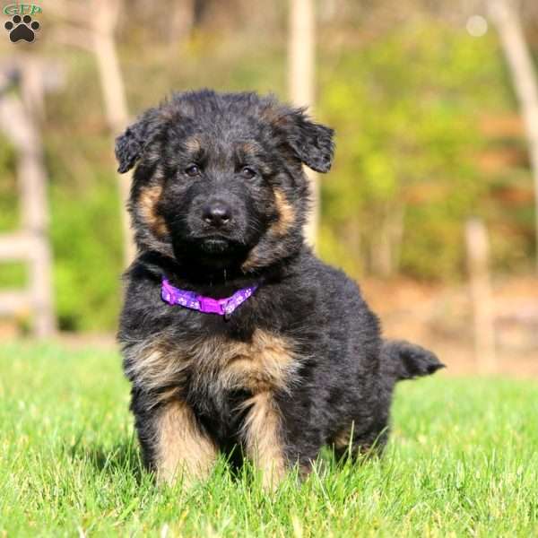 Chloe – Long Haired, German Shepherd Puppy