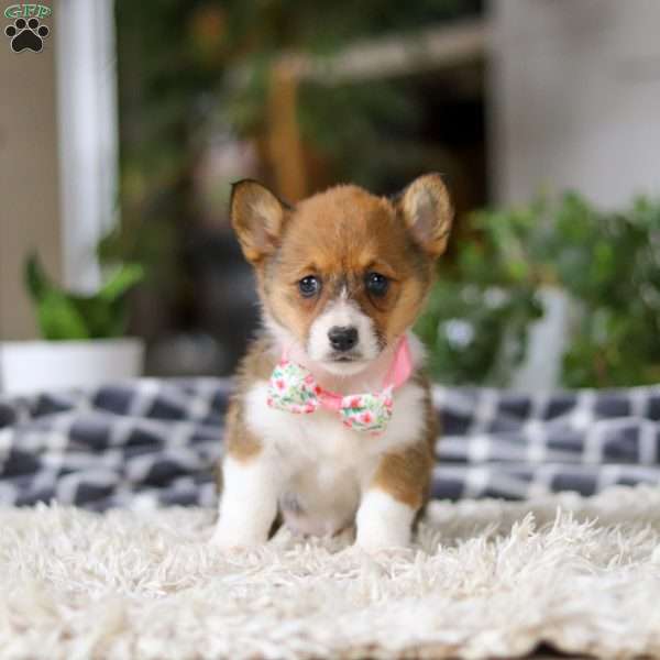 Chloe, Pembroke Welsh Corgi Puppy