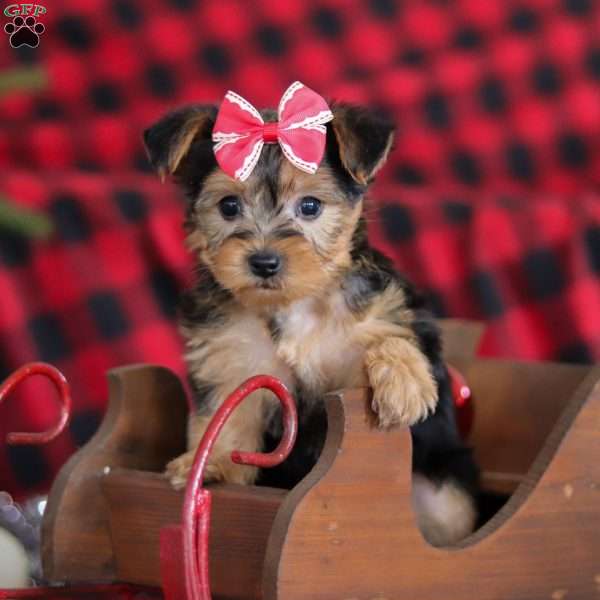 Chloe, Yorkie-Chon Puppy