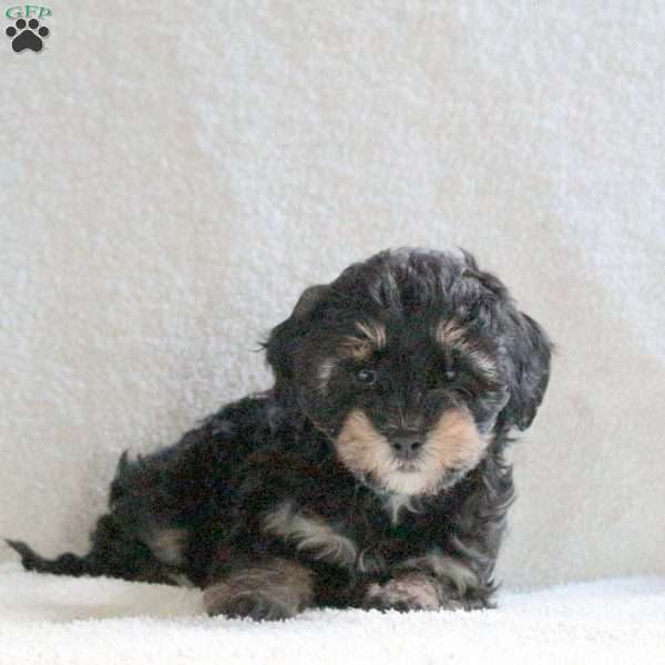 Chocolate, Cavapoo Puppy