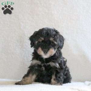 Chocolate, Cavapoo Puppy