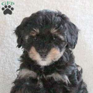Chocolate, Cavapoo Puppy