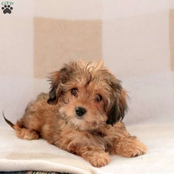 Chocolate, Cavachon Puppy