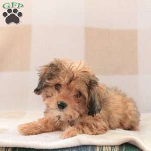 Chocolate, Cavachon Puppy