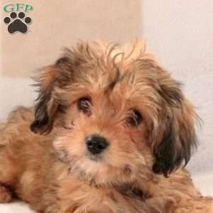Chocolate, Cavachon Puppy
