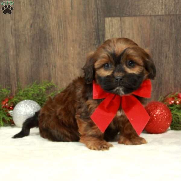 Chrissy, Shih-Poo Puppy