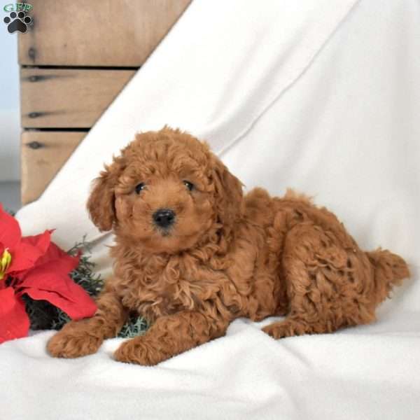Cider, Miniature Poodle Puppy