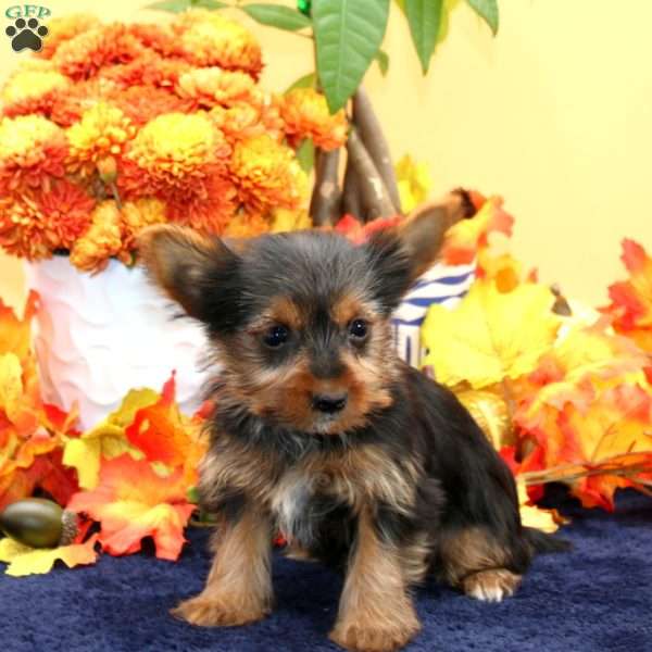 Cindy, Yorkie Puppy