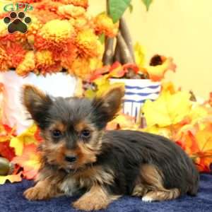 Cindy, Yorkie Puppy