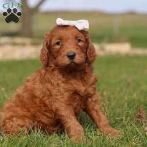 Cinnamon, Goldendoodle Puppy