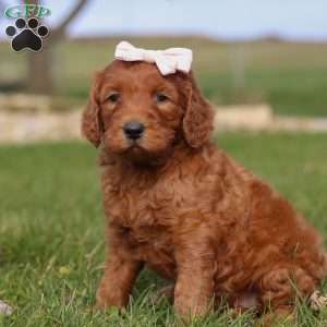 Cinnamon, Goldendoodle Puppy