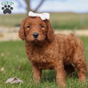 Cinnamon, Goldendoodle Puppy