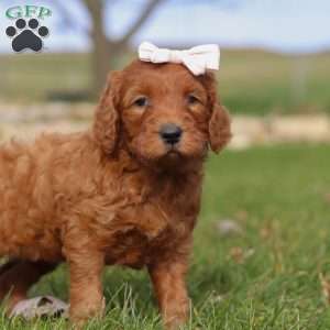 Cinnamon, Goldendoodle Puppy