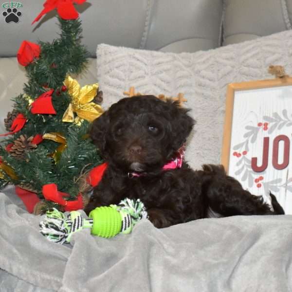 Cinnamon, Portuguese Water Dog Puppy