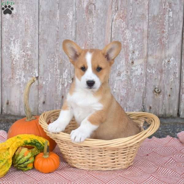 Cinnamon, Pembroke Welsh Corgi Puppy