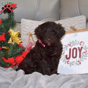 Cinnamon, Portuguese Water Dog Puppy