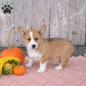 Cinnamon, Pembroke Welsh Corgi Puppy