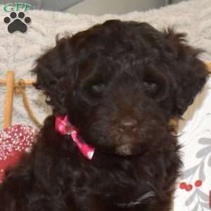 Cinnamon, Portuguese Water Dog Puppy