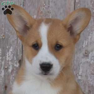 Cinnamon, Pembroke Welsh Corgi Puppy