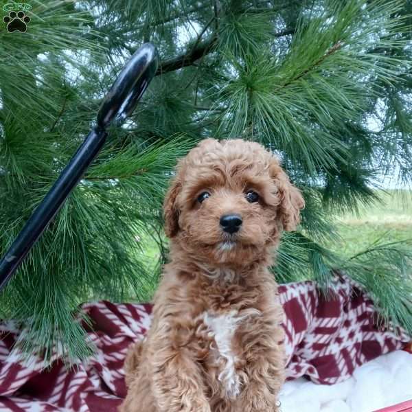 Cinnamon, Toy Poodle Puppy