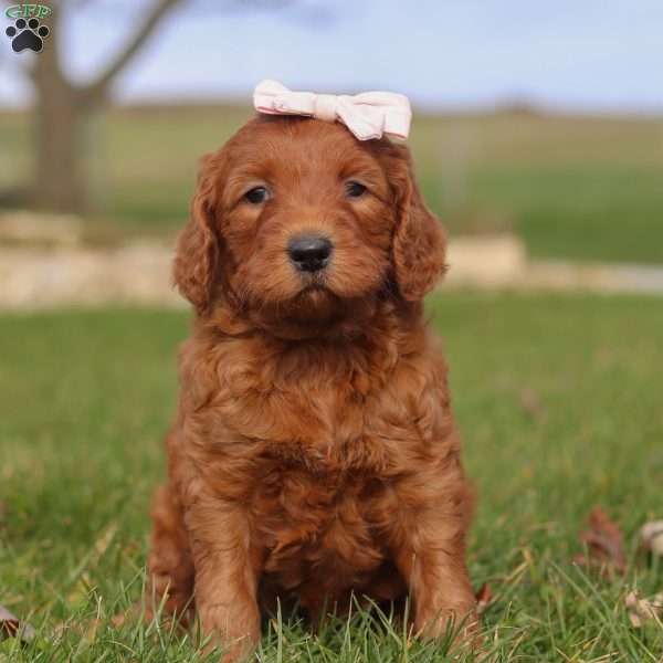 Cinnamon, Goldendoodle Puppy