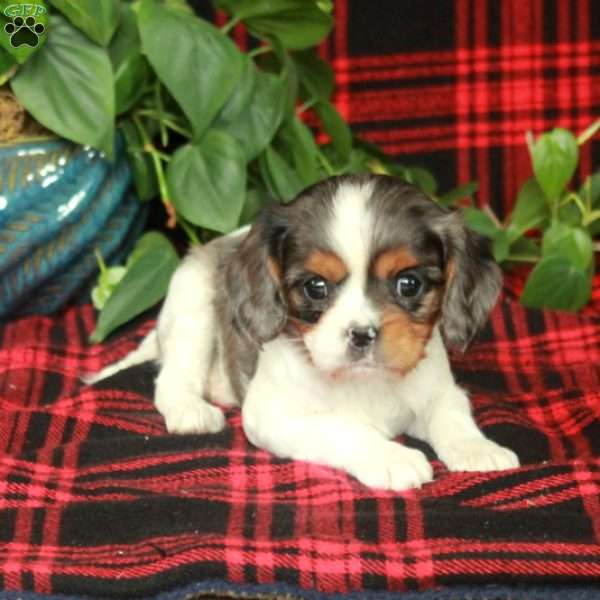 Clara, Cavalier King Charles Spaniel Puppy