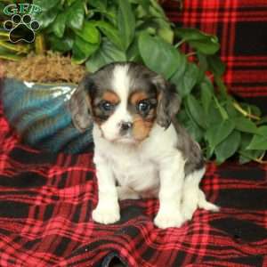Clara, Cavalier King Charles Spaniel Puppy